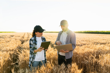 Couple of farmers examines the field of cereals and sends data to the cloud from the digital tablet...