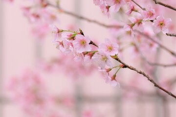 Obraz premium cherry blossoms in full blooming