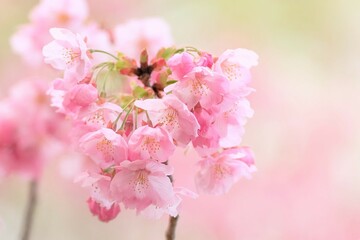 cherry blossoms in full blooming