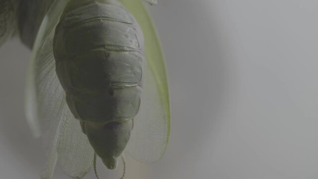 Biotechnological research of insects on the FEMALE Praying Mantis in laboratory conditions for medical and cosmetic purposes. Biology