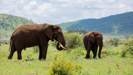 A huge African elephant bull grazing on green grass