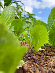 Green lettuce