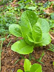 Green lettuce