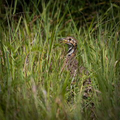 a Shelley's Francolin in tall green grass