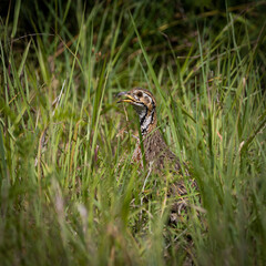 a Shelley's Francolin in tall green grass