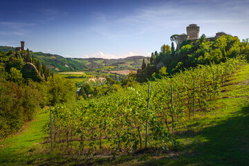 Fototapeta na wymiar Brisighella, vineyard, Manfrediana fortress and clock tower. Emilia Romagna, Italy.