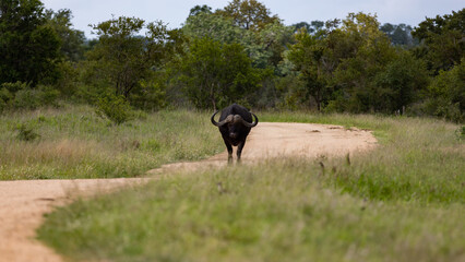 a big bull African buffalo walking on the road