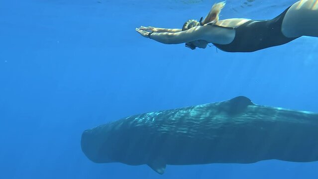 Woman swimming with whale in pure transparent water in Indian ocean. Blue whale or sperm whale playing with human in the blue water. Underwater shot of wild whale