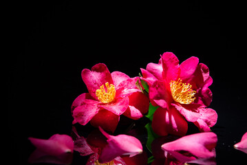 Fototapeta premium 満開のサザンカ