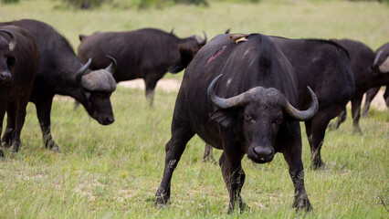 a yellow-billed oxpecker feeding on blood from an injured buffalo