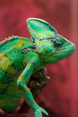 The green chameleon Chamaeleonidae is a family of lizards that can change body color. Bright portrait of an animal. Lizard.
