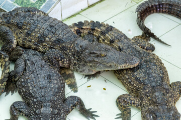 Crocodiles rest underwater at farm in Vietnam