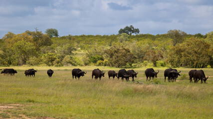 a herd of cape buffalo walking through green grass