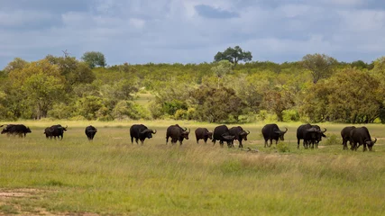 Foto op Canvas a herd of cape buffalo walking through green grass © Jurgens
