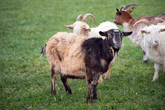 An older brown black spotted goat stands in a herd of goats in a green meadow.