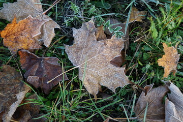 Blätter im Gras am Herbstmorgen