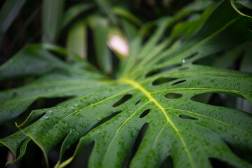 Large leaf of monstera against the background of a red brick wall