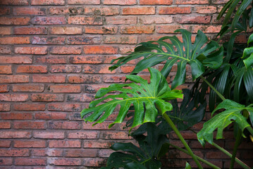 Monstera plant with big leaves on brick wall background