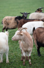 Obraz premium A light-colored goat with horns stands in the middle of a herd of goats in a pasture, in portrait format.