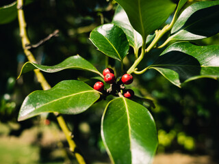 Red berries on a tree