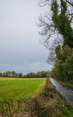 Fototapeta na wymiar Field in County Antrim, UK