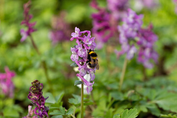 Hummel auf einer Blüte des hohlen Lerchensporns