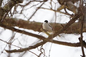 ウトナイ湖にいたコガラ