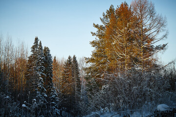 Snow covered trees on a cold winter day. Landscape with forest and snow