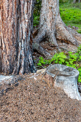 Anthill at a stump in Sunne, near Östersund in Sweden.