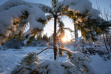 sunshine behind pine tree in winter forest