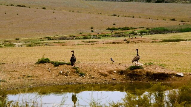 Spur-Winged geese on side of small dam in arid farm landscape