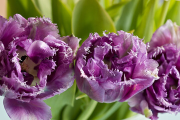 violette Blüten der Crispa-Tulpe in Nahaufnahme vor hellgrünen Blättern mit saftem...