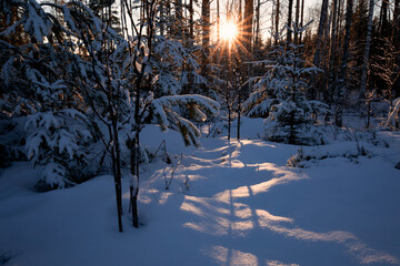 evening sunshine in winter snow forest