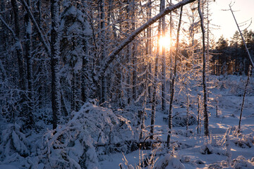 red sunset light in winter forest