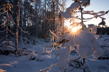 beautiful sunset over snowy swamp in forest