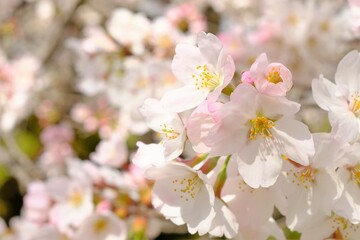 cherry blossoms in full blooming