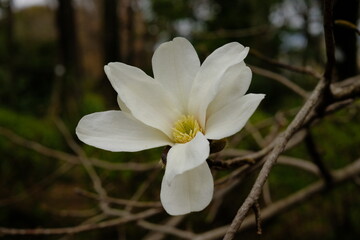 kobus magnolia in full blooming