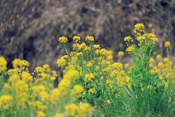 Obraz premium なのはな