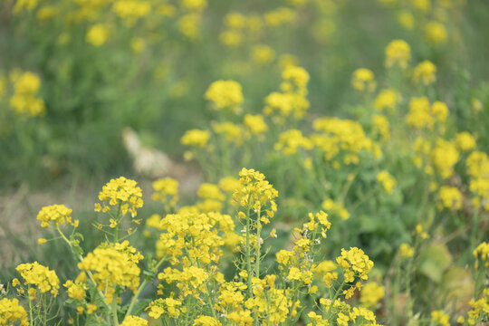 Noha Bilder Durchsuchen 35,879 Archivfotos, und Videos