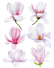 Magnolia flowers Isolated on white background. Spring flowers watercolor. Blooming magnolia set.