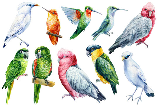 Set of tropical birds. Parrots, hummingbird, Jalak Bali, cockatoo watercolor illustration isolated on white background