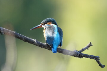 kingfisher in a forest