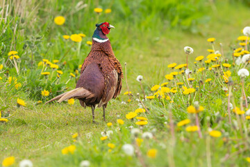 Close up of a colourful male or Cock Pheasant strutting through a field of yellow dandelions in Springtime.  Scientific name: Phasianus colchicus.  Copy space.  Horizontal.
