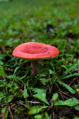 Mushroom in Forest