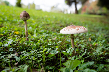 Mushroom in Forest