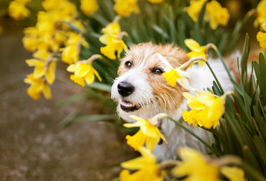 Happy cute pet dog puppy smiling in easter daffodil flowers. Spring forward, springtime background.