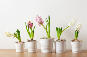 Fototapeta na wymiar white pink hyacinth traditional winter christmas or spring flower