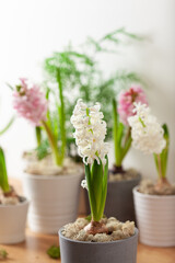 white pink hyacinth traditional winter christmas or spring flower