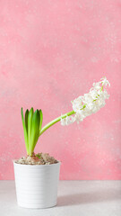 white hyacinth traditional winter christmas or spring flower on pink background