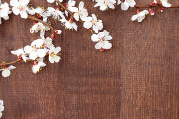 Spring flowers on wooden background. Apricot blossoms